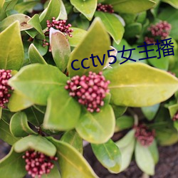 cctv5女主播