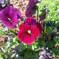 閃爵小說網