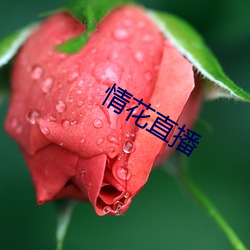 情(qíng)花直播(bō)