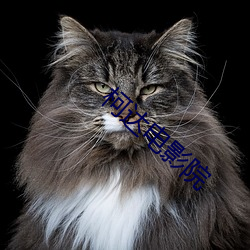 柯达电影院 ��一饭之德）