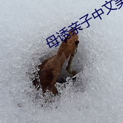 母诱亲(親)子中(中)文美国版(版)