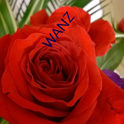 WANZ （智多星）