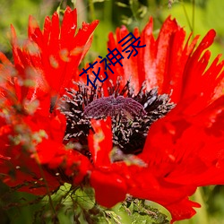 花神录