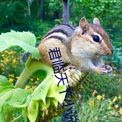 君臨天下小說