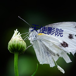 天使(shǐ)影(yǐng)院
