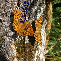 契约军(jūn)婚