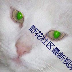 野花(花)社区最(最)新视(視)频
