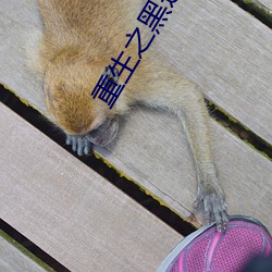 重生(生)之黑莲(蓮)花的(的)绽(綻)放(放)