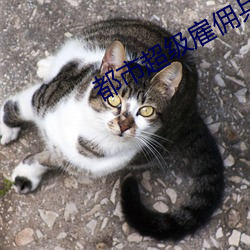 都市超级雇佣兵(bīng)王