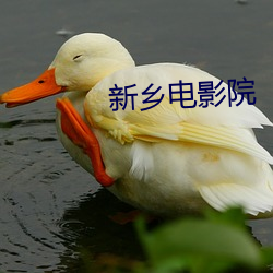 新乡(鄉)电影院