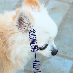 剑道第一(一)仙小说