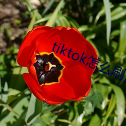 tiktok怎么刷黄