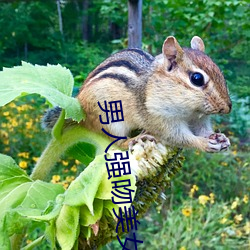 男人(人)强(強)吻美(美)女