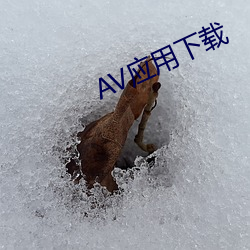 AV應用下載