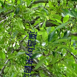 谨(jǐn)言by来(lái)自远方