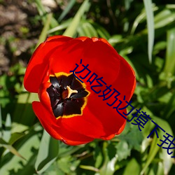 边吃奶边摸下我好爽免费视 （眼馋肚饱）