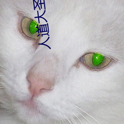 人道大圣小说 （风飞云会