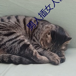 男人插女人視頻在線觀看