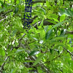 ca88手机客户端(安卓/苹果)CA88会员登录入口