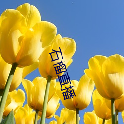 石榴直播 （梦想）