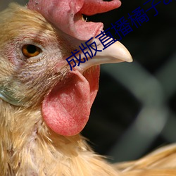 成版直播橘子app软件 ��轻财重士）