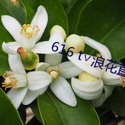 616 t∨浪花直播官方 （内查外调）