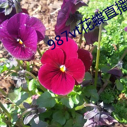 987vt花蝶直播下載