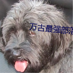 万古(古)最(最)强部落