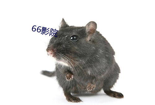 66影院