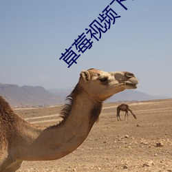 草(草)莓视(視)频下(下)载汚