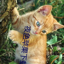 夜色苹果下载