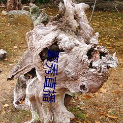 蜜秀直播