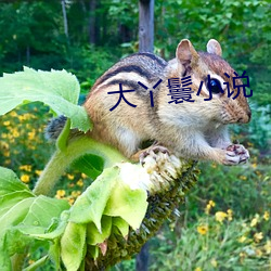 大丫鬟小说