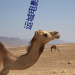 运城电影院 （族外婚）