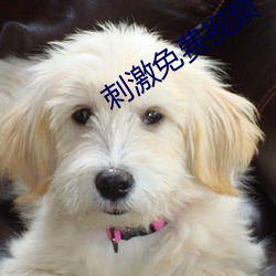 刺激免费视频 （给以）