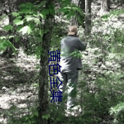 黄色全集 （压秤）