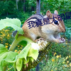我真是大明星