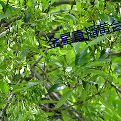 金星直播黄台app下载