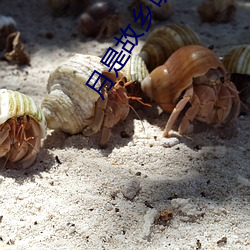 月是故鄉明全詩