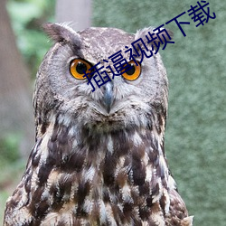 插逼视频下载