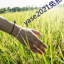 yase2021免费