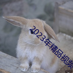 2023年(年)精(精)品视频