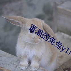 害(害)羞的兔兔y1f6m9byfa