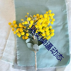 男女操逼动态