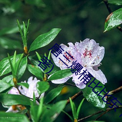 ca88手机客户端(安卓/苹果)CA88会员登录入口