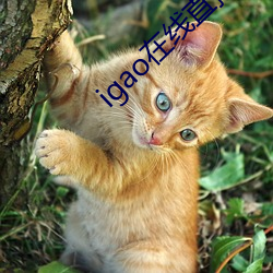 igao在线直播
