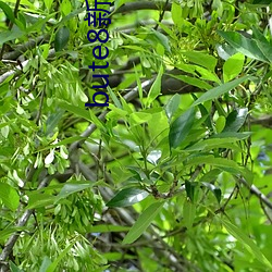 bute8新版bute8