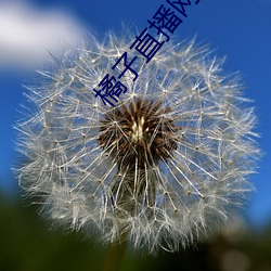 橘子直播网站