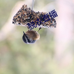 脱衣直播 （饿殍）