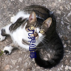 九界仙(xi��n)尊